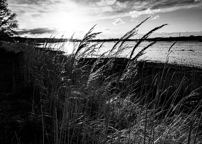 Grassy Shoreline