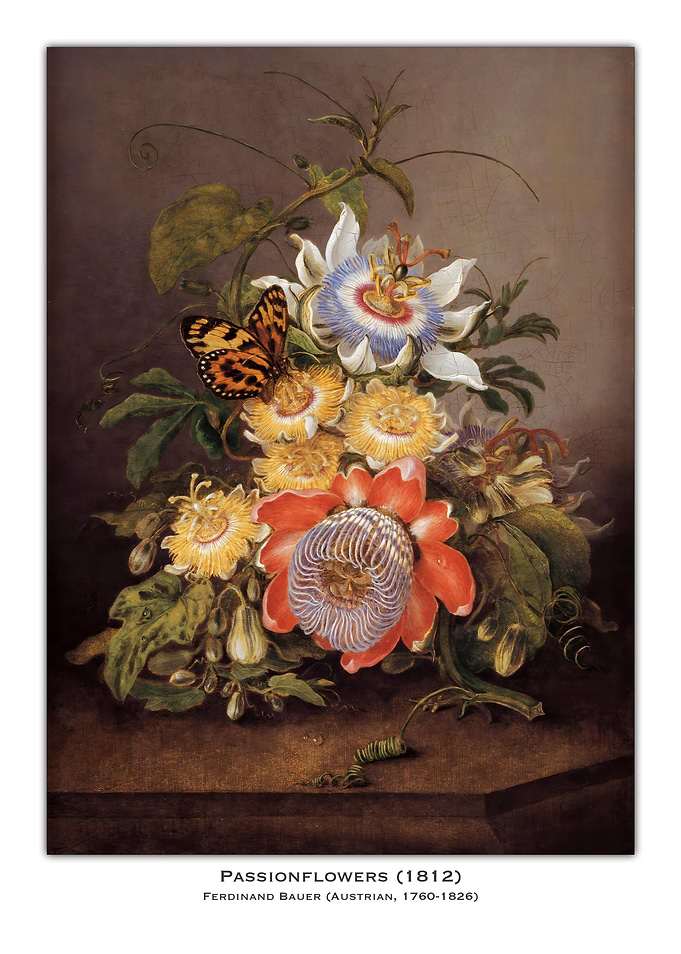 Passionflowers Still Life