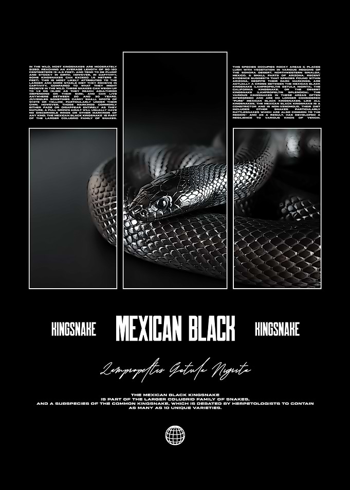 Mexican Black Kingsnake Reptile Keeper