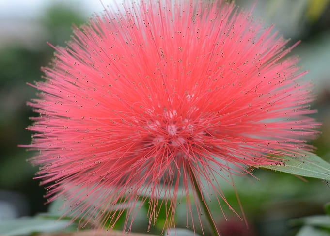 Pink Powderpuff Flower