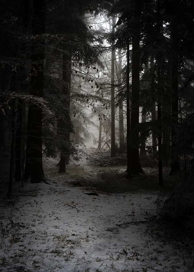 Cozy Dark Forest Path