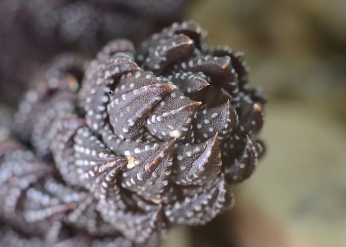 Close-up of Succulent