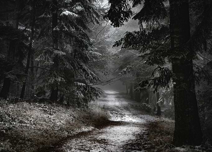 Snowy Forest Path