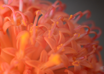 Close-up Orange Flower