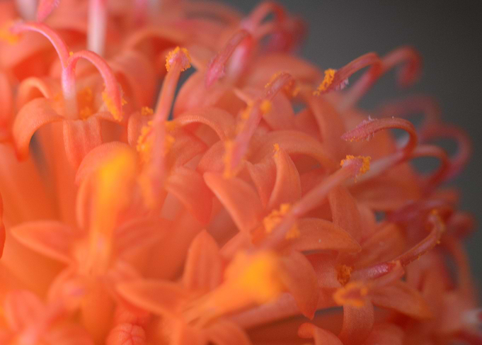 Close-up Orange Flower