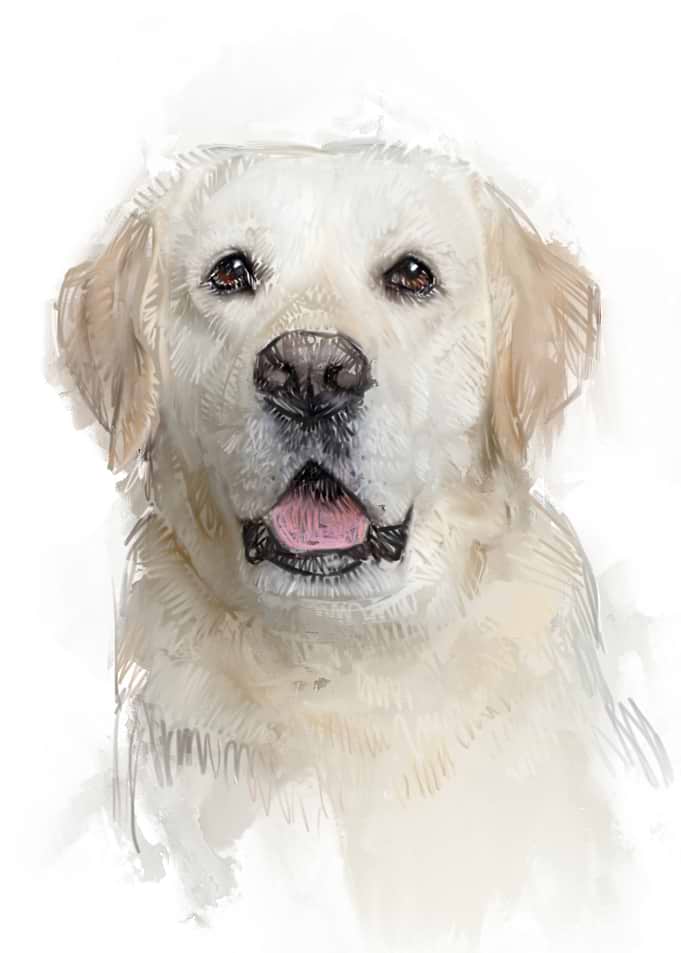Golden Retriever Portrait