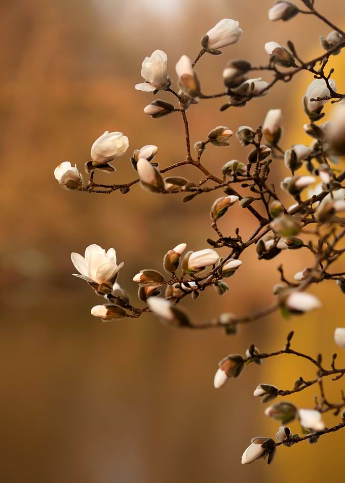 Magnolia Blossoms