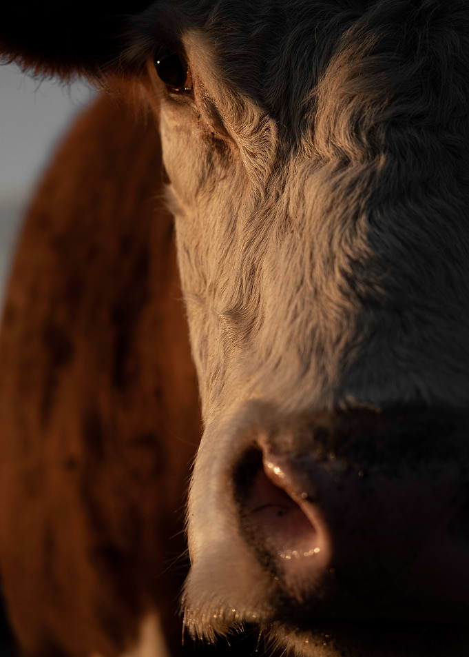Close-up Cow Portrait