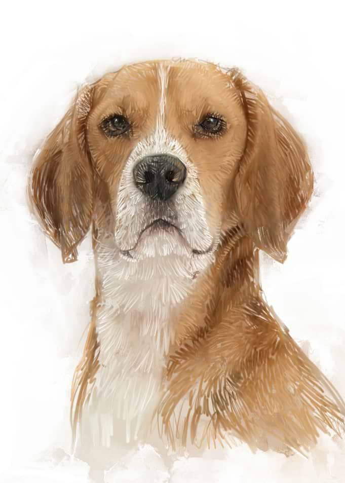 Beagle Portrait