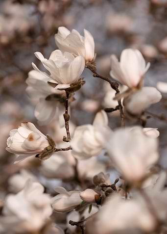 Magnolia Blossoms