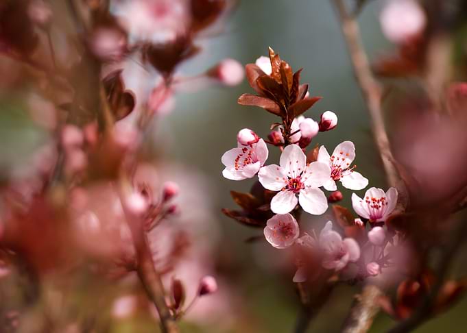 Pink Cherry Blossoms