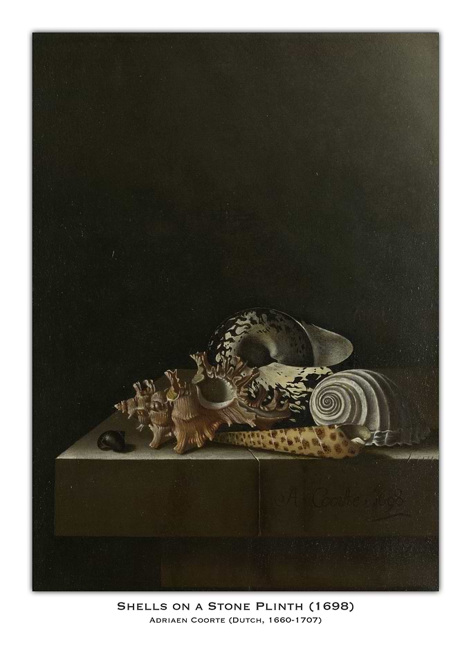 Seashells Still Life
