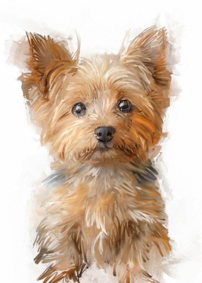 Yorkshire Terrier Portrait