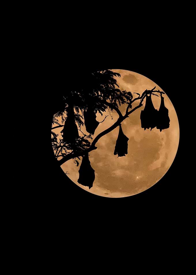 Bats and Full Moon