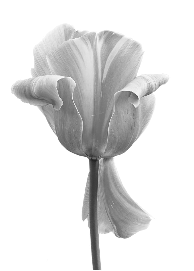 Monochrome Tulip