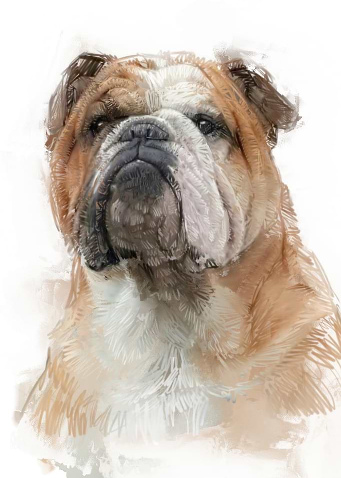 Bulldog Portrait