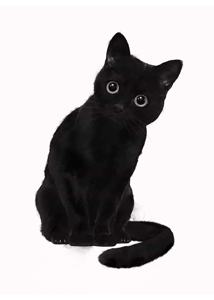 Black Cat Portrait