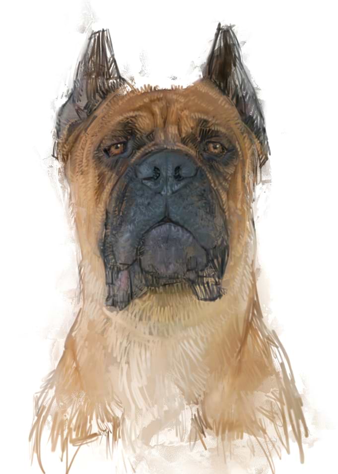 Cane Corso Portrait Watercolor