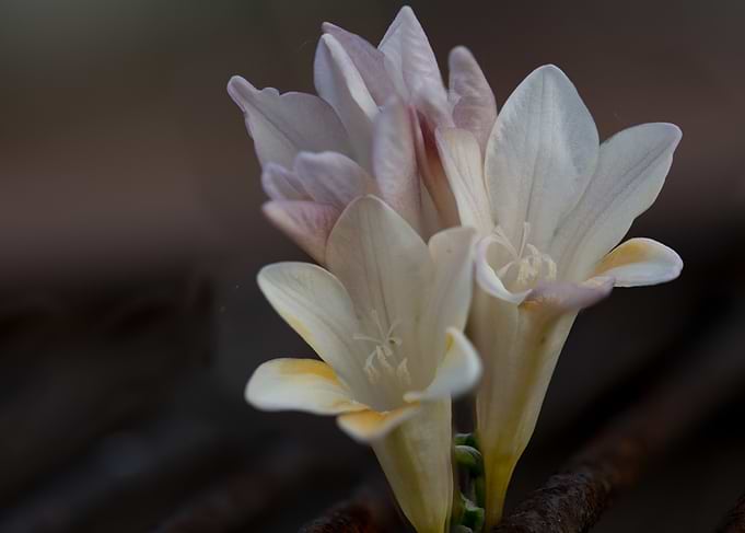 Delicate White Flowers