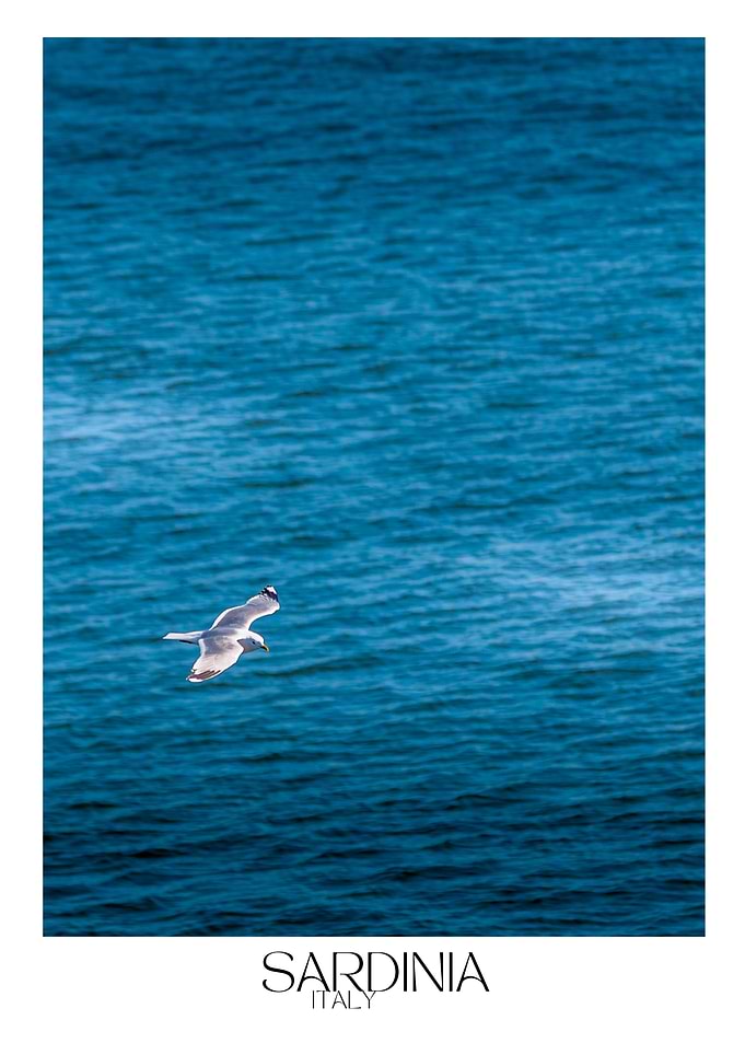 Seagull over Sardinia