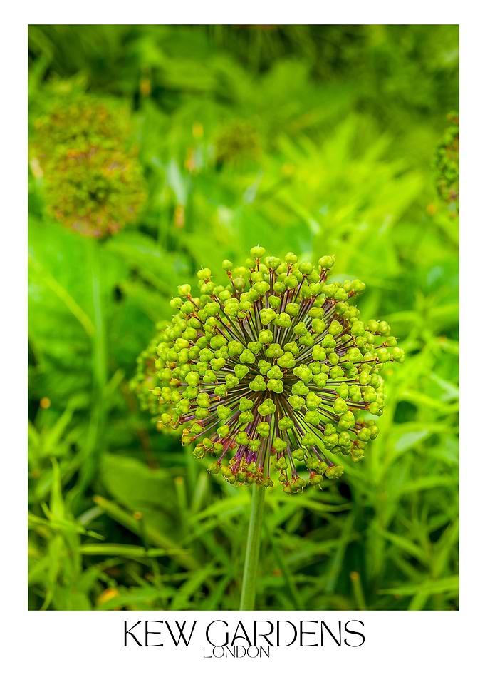 Kew Gardens Flower