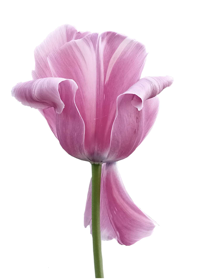 Pink Tulip Flower