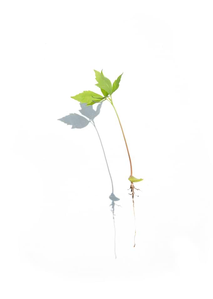 Green Sprout with Roots