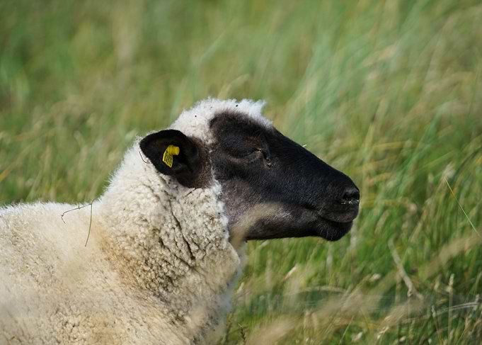 Sheep in Grass