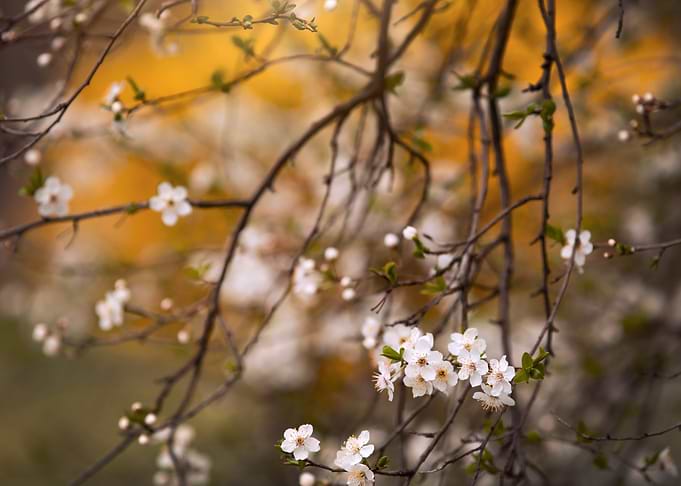Cherry Blossom Branch