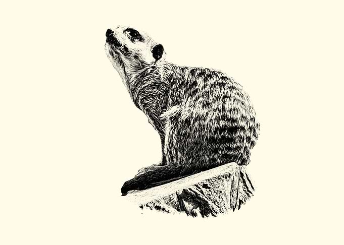 Meerkat Portrait