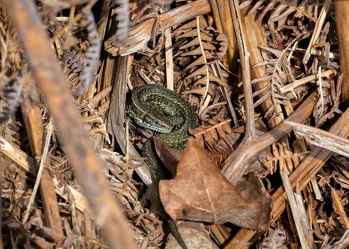 Lizard warming up for the day