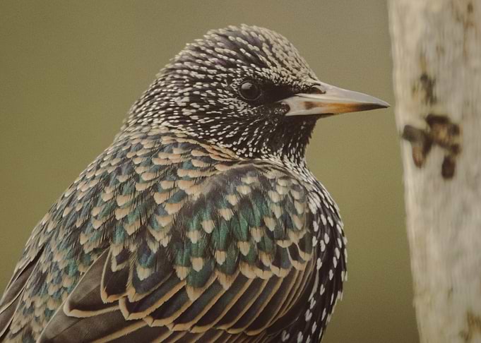 Starling Close-Up