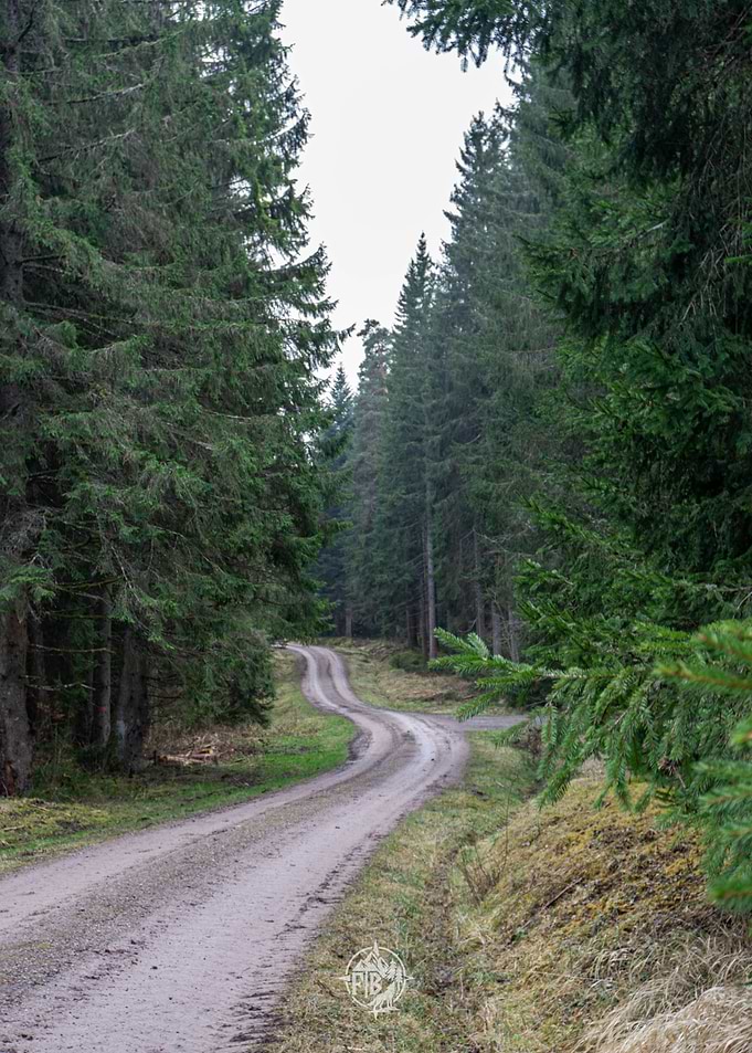 Forest Path