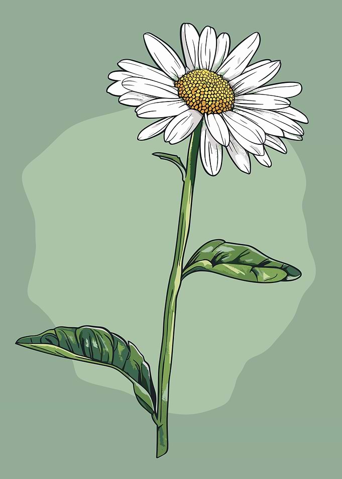 Daisy Flower Illustration