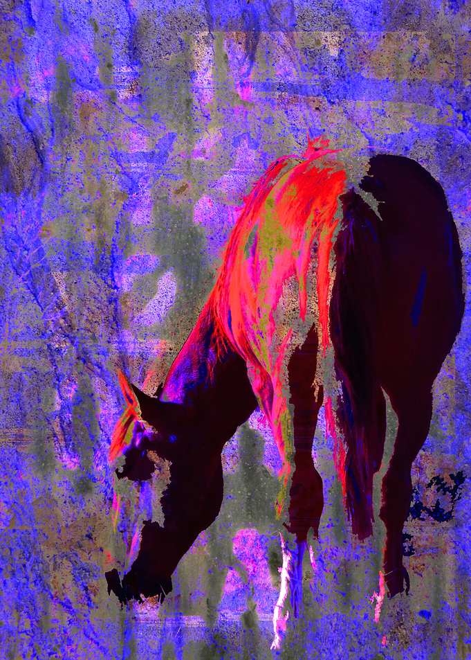 Wild Grazing Horse