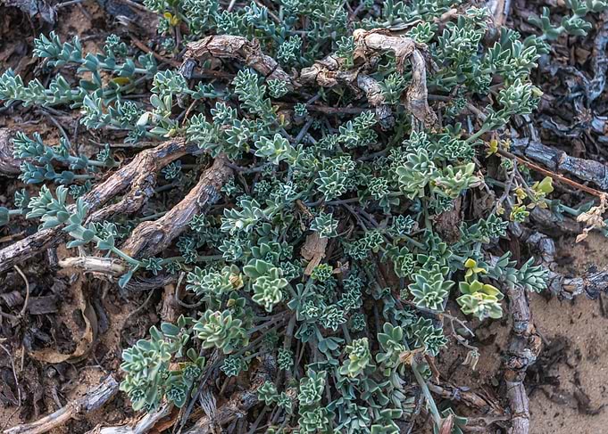 Desert Plant Close-Up
