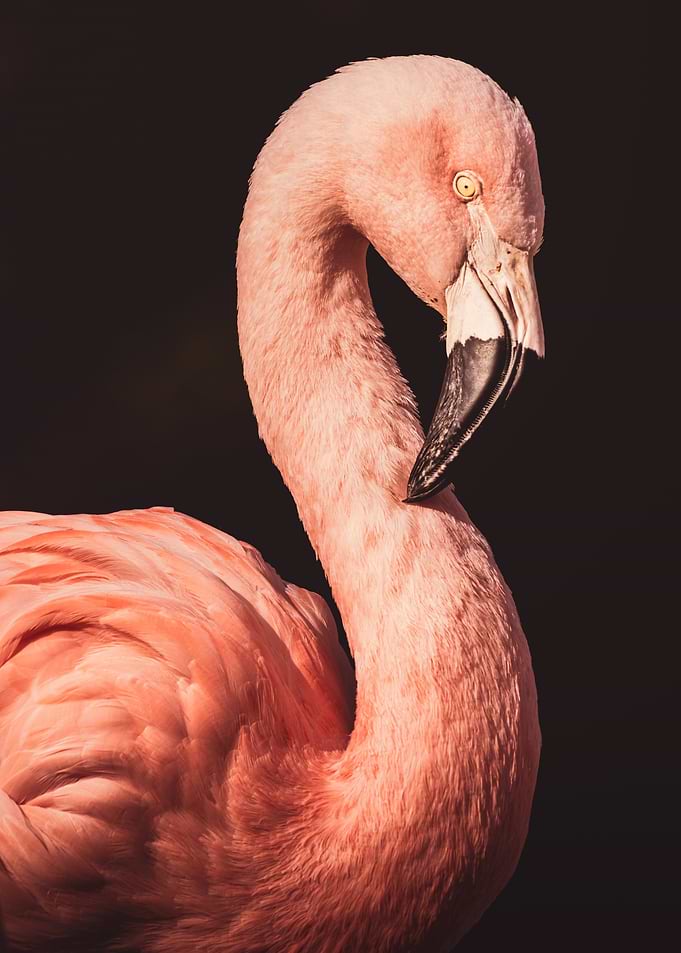 Pink Flamingo Portrait