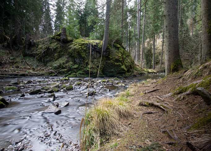 Forest Stream