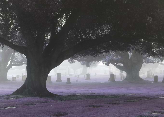 Between the Oaks