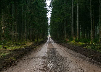 Forest Path