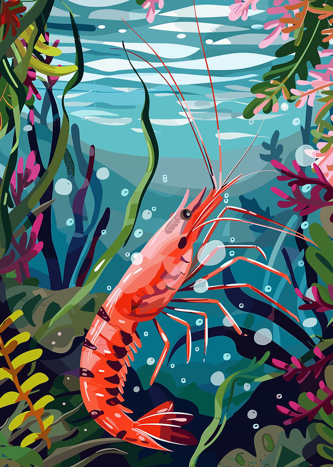 Shrimp Underwater