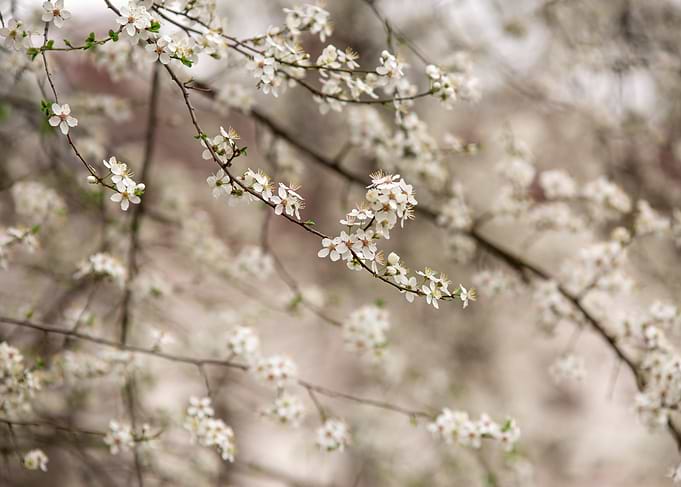 White Blossom Tree Branch