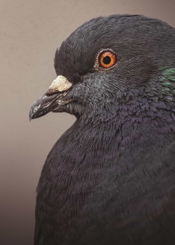 Close-up of a Pigeon