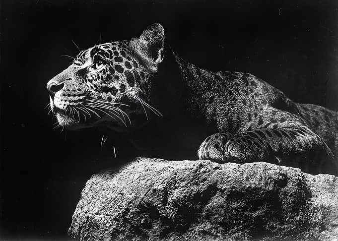 Leopard in Black and White