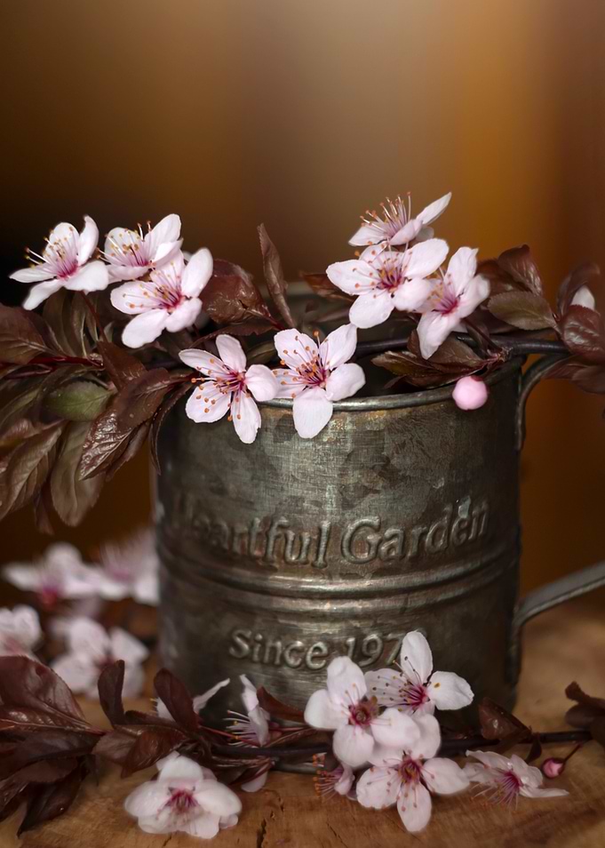 Cherry Blossoms in a Tin