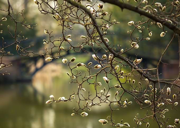 Magnolia Tree Buds
