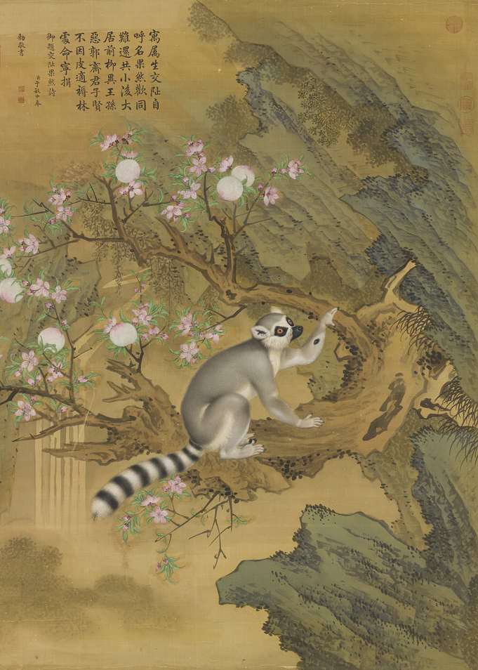 Lemur in Blossom Tree