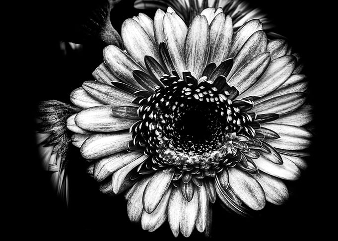Black and White Gerbera