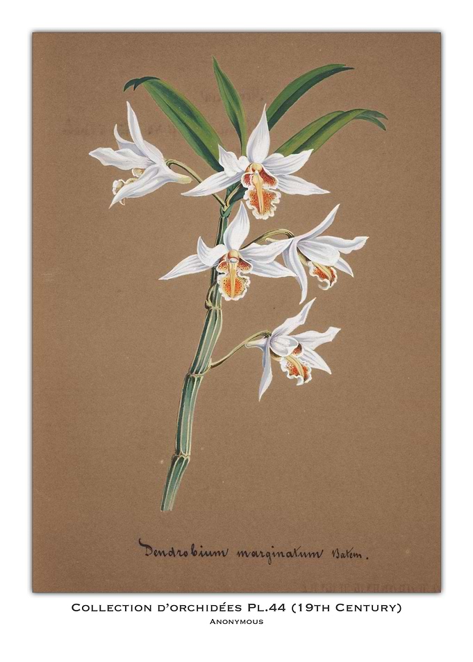 Orchid Botanical Illustration