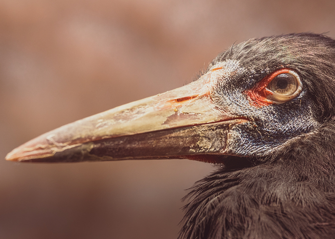 Close-up of a black stork's Head